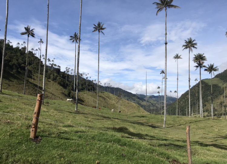 Valle del Cocora, one of the many places I went during my 25 days in Colombia