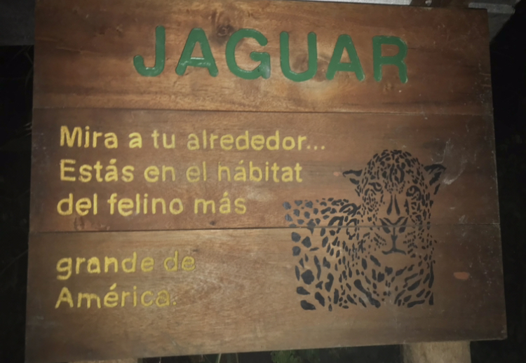 Jaguars in Sumaco National Park.